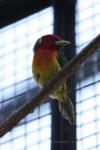 Red-headed barbet