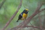 Orange-bellied euphonia