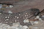 Common beaded lizard