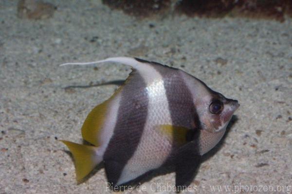 False moorish idol