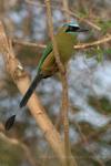 Amazonian motmot