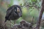 Yellow-crowned night-heron