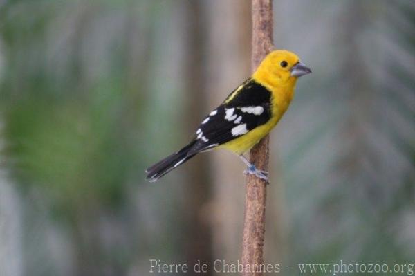 Yellow grosbeak