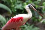 Roseate spoonbill