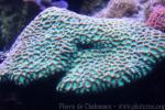 Pini brain coral