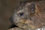 Rock hyrax