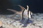 Banggai cardinalfish