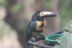 Collared aracari *