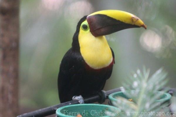 Chestnut-mandibled toucan