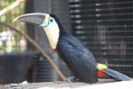 Cuvier's toucan