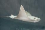 Cownose ray