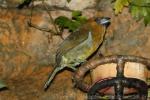 Prong-billed barbet