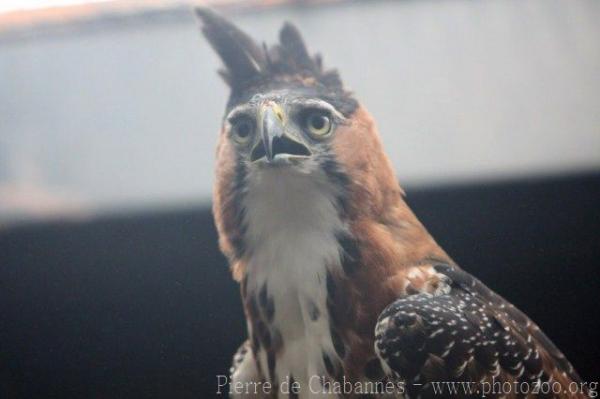 Ornate hawk-eagle