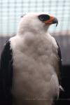 Black-and-white hawk-eagle