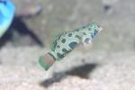 Picturesque dragonet