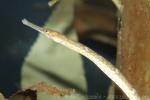 Bay pipefish