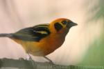 Golden tanager