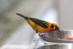 Golden tanager