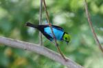 Paradise tanager