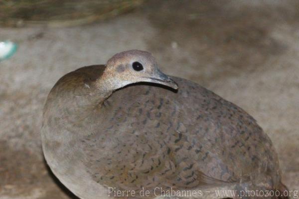 Great tinamou