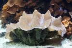 Giant clam