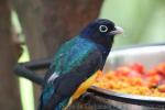 White-tailed trogon