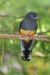 White-tailed trogon