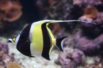 Moorish idol