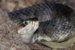 Western cottonmouth