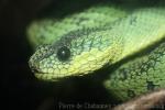 Great Lakes bush viper