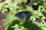 Pipevine swallowtail