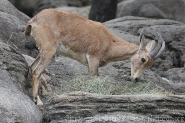 Nubian ibex