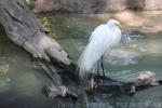 American great egret