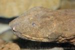 Eastern hellbender