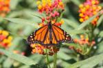 Monarch butterfly