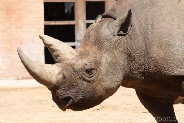 Southern black rhinoceros