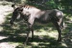 Grévy's zebra