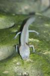 Texas blind salamander