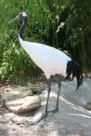 Red-crowned crane