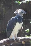 Harpy eagle