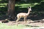 Southern gerenuk