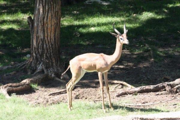 Southern gerenuk