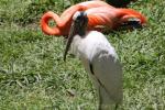 Wood stork