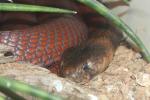 Red spitting cobra