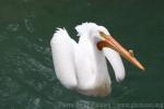 American white pelican