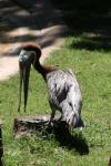 Brown pelican