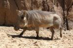 Common warthog