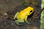 Black-legged poison frog