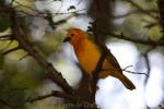 Taveta golden weaver