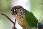 Green-cheeked parakeet